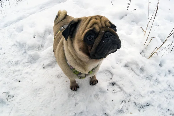 Dog Walks Winter Pug Stands White Snow — Stock Photo, Image