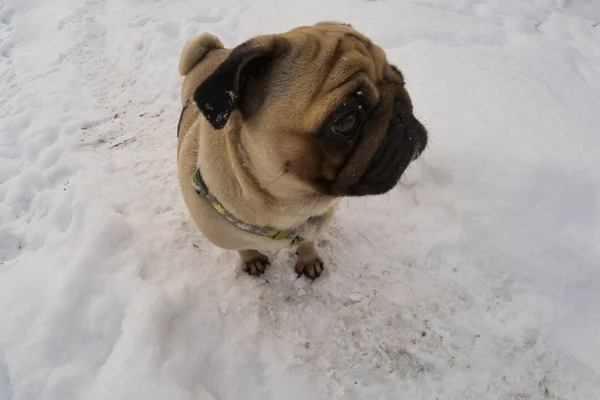 Dog Walks Winter Pug Stands White Snow — Stock Photo, Image