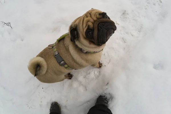 Pes Chodí Zimě Mops Stojí Nohou Člověka Dívá Nahoru — Stock fotografie