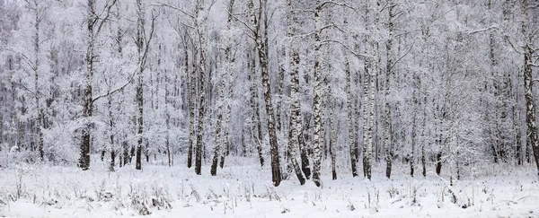 降雪后美丽的桦树林 在多云的冬日上的风景 — 图库照片