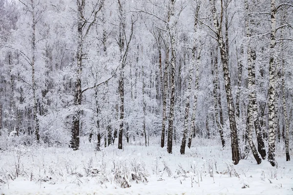 Mooie Berken Bos Een Sneeuwval Liggend Een Winterse Bewolkte Dag — Stockfoto