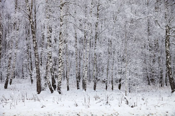 Mooie Berken Bos Een Sneeuwval Liggend Een Winterse Bewolkte Dag — Stockfoto