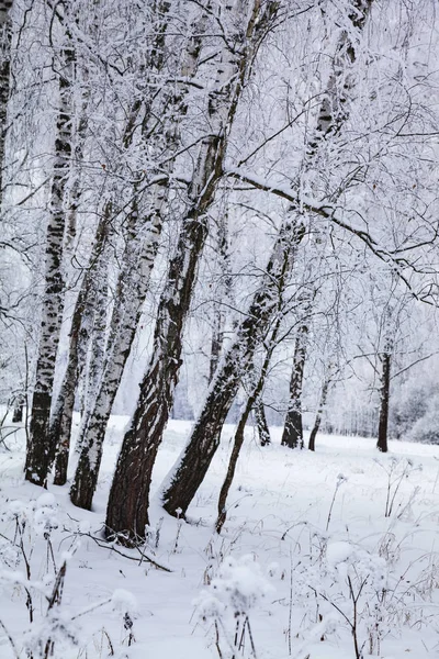 Schöner Birkenwald Nach Einem Schneefall Landschaft Einem Bewölkten Wintertag — Stockfoto