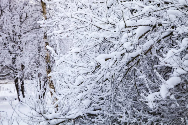 Bela Floresta Depois Uma Nevasca Paisagem Dia Nublado Inverno — Fotografia de Stock