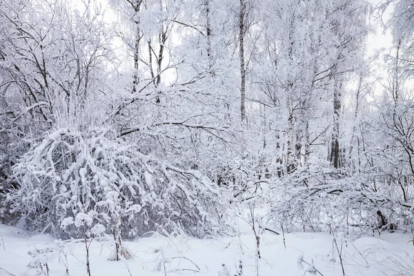 Schönen Wald Nach Einem Schneefall Landschaft Einem Bewölkten Wintertag — Stockfoto