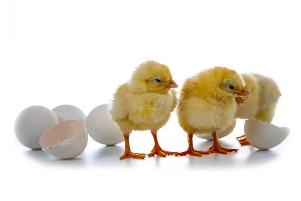 Poulets Jaunes Œufs Isolés Sur Fond Blanc Poulets Moelleux Pâques — Photo