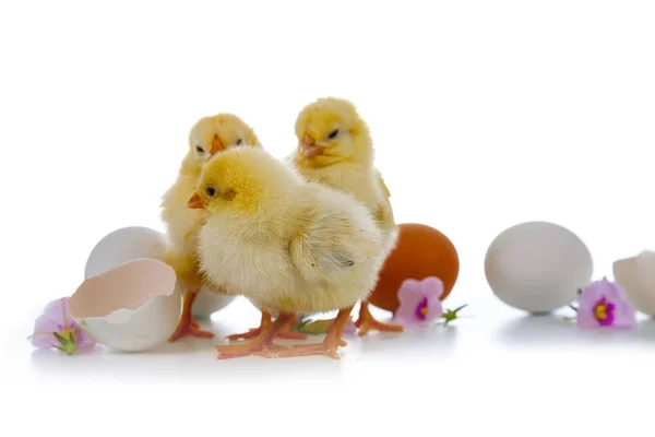 Gele Kippen Bloemen Eieren Geïsoleerd Een Witte Achtergrond Pasen Pluizig — Stockfoto