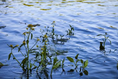 Güneşli bir günde su bitkileri ile nehrin yüzey.