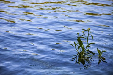 Güneşli bir günde su bitkileri ile nehrin yüzey.
