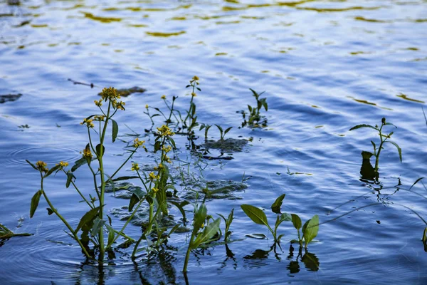 Güneşli bir günde su bitkileri ile nehrin yüzey.