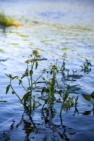 Hladině Řeky Vodní Rostliny Slunečného Dne — Stock fotografie