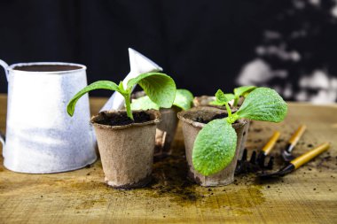Fidan turba tencere, sulama olabilir ve ahşap bir masa üstünde alet