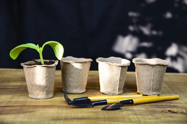 Plantor Torv Krukor Och Verktyg Ett Träbord — Stockfoto