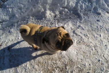 Köpek içinde belgili tanımlık kış yürür. Pug beyaz kar üzerinde duruyor.