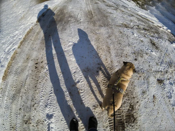 Člověk Pes Chodit Silnici Slunný Zimní Den Dlouhé Stíny Sněhu — Stock fotografie