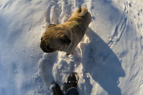 Pes Chodí Zimě Mops Zkratka Nohám Muže — Stock fotografie