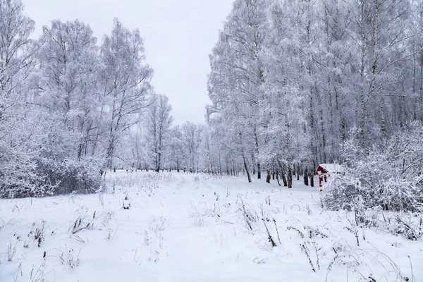 Красивый Лес После Снегопада Пейзаж Облачный Зимний День — стоковое фото