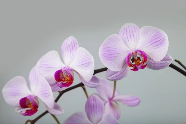 美丽的粉红色兰花特写镜头 灰色背景上的花 — 图库照片