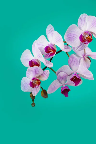 Bellissima Orchidea Rosa Primo Piano Fiore Sfondo Verde — Foto Stock