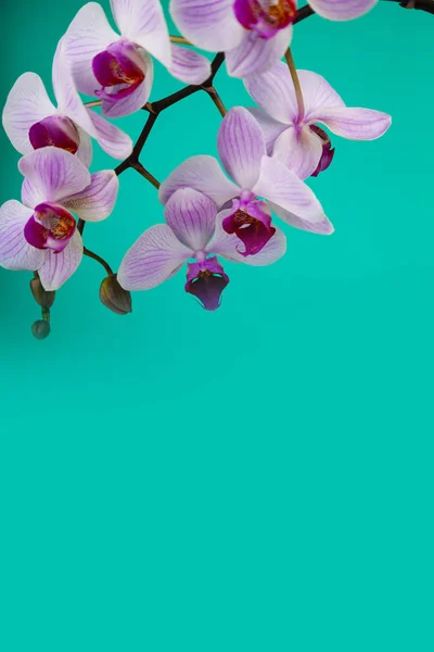 Bellissima Orchidea Rosa Primo Piano Fiore Sfondo Verde — Foto Stock
