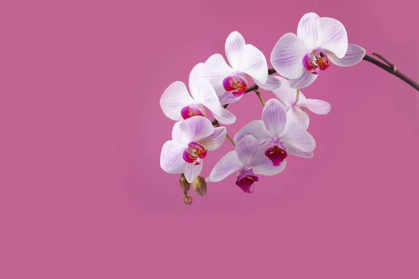 Schöne Rosa Orchidee Nahaufnahme Blume Auf Rosa Hintergrund — Stockfoto