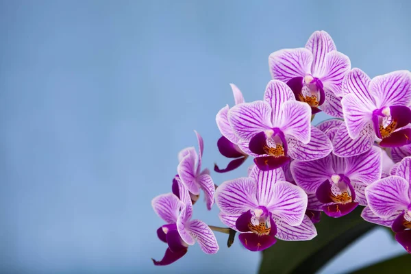 Gyönyörű Rózsaszín Orchidea Vértes Kék Alapon Virág — Stock Fotó