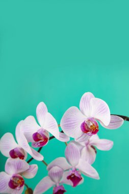 Güzel pembe orkide portre. 