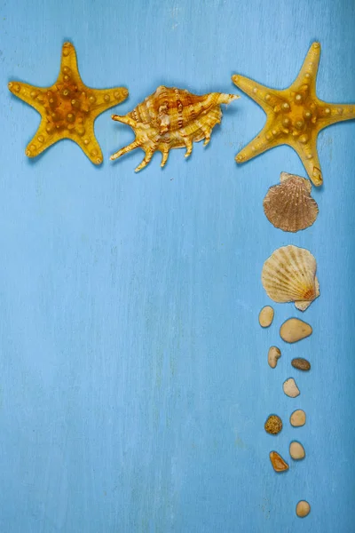 Confine di conchiglie su uno sfondo di legno blu . — Foto Stock