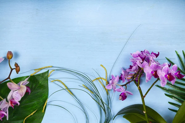 Orchideen (Phalaenopsis) und Blätter — Stockfoto