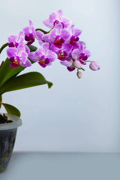 Beautiful pink orchid in a pot. — Stock Photo, Image