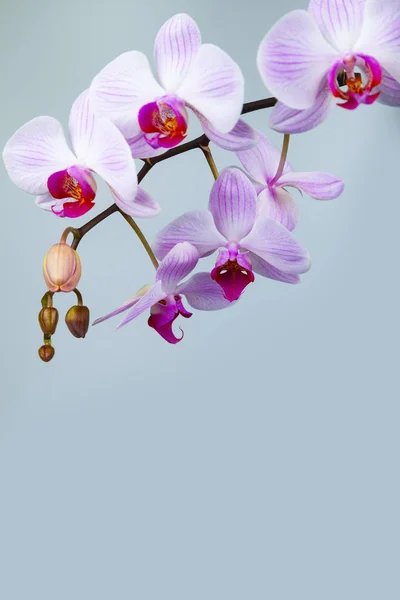Bellissimo primo piano orchidea rosa . — Foto Stock