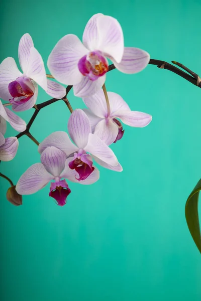 Schöne rosa Orchidee Nahaufnahme. — Stockfoto