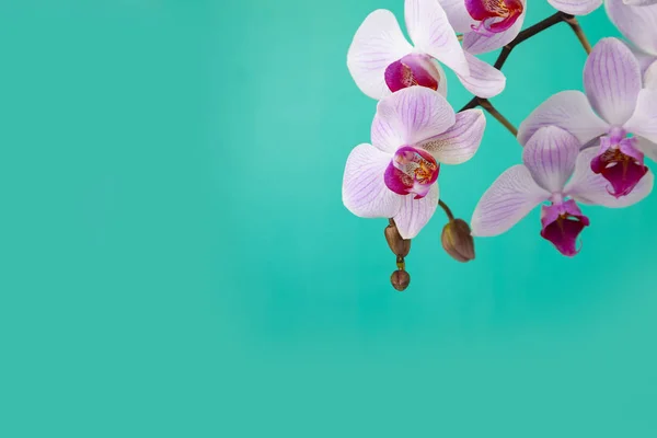 Schöne rosa Orchidee Nahaufnahme. — Stockfoto