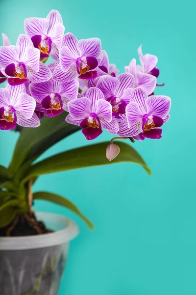 Beautiful pink orchid in a pot. — Stock Photo, Image
