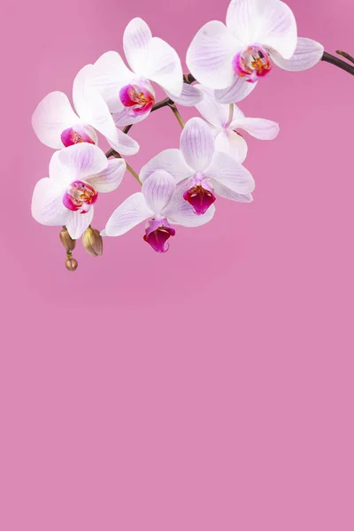 Bellissimo primo piano orchidea rosa . — Foto Stock