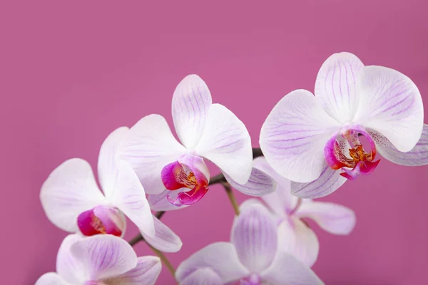 美丽的粉红色兰花特写镜头. — 图库照片