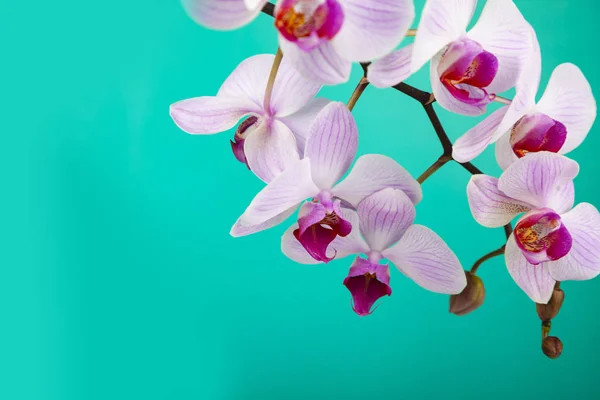 Красивый розовый орхидея крупным планом . — стоковое фото