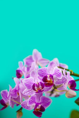 Güzel pembe orkide portre. 