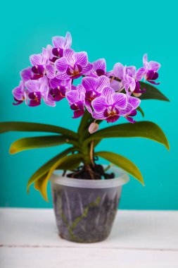 Bir tencerede güzel pembe orkide. 