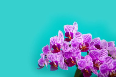 Güzel pembe orkide portre. 