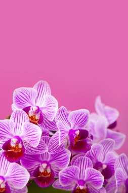 Güzel pembe orkide portre. 