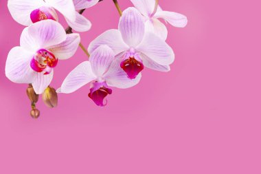 Güzel pembe orkide portre. 