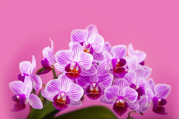 Krásná růžová orchidej closeup. — Stock fotografie