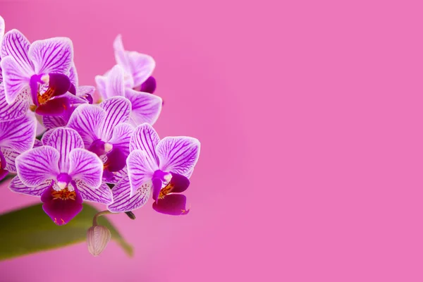 Όμορφη ροζ ορχιδέα closeup. — Φωτογραφία Αρχείου