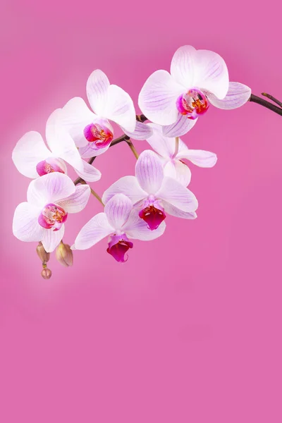 Schöne rosa Orchidee Nahaufnahme. — Stockfoto