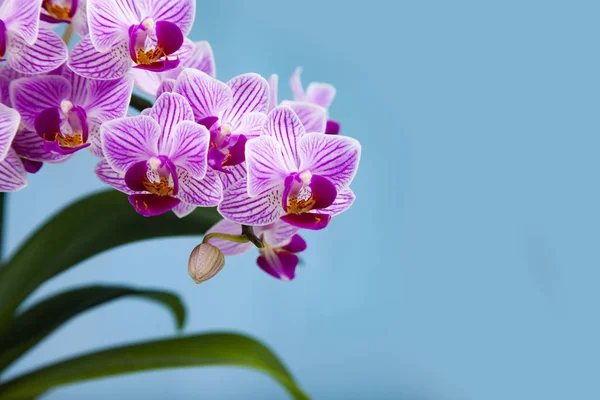 Красивый розовый орхидея крупным планом . — стоковое фото