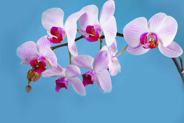 Krásná růžová orchidej closeup. — Stock fotografie