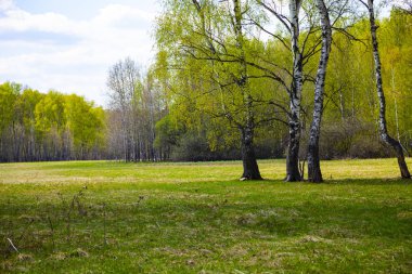 Birch korusu güneşli bir günde.
