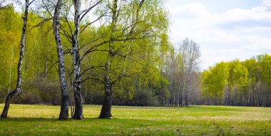 Birch korusu güneşli bir günde.