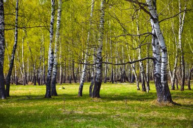 Birch korusu güneşli bir günde.